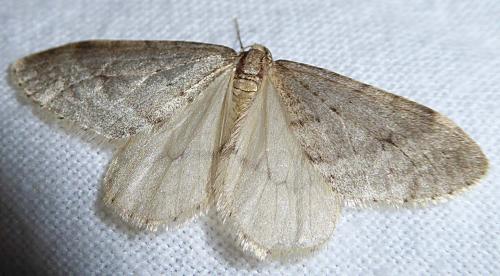 Operophtera fagata